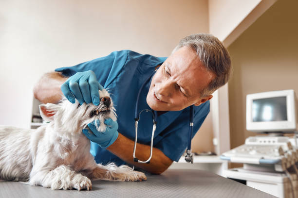 Best Cosmetic Emergency Dentistry in Jan Phyl Village, FL